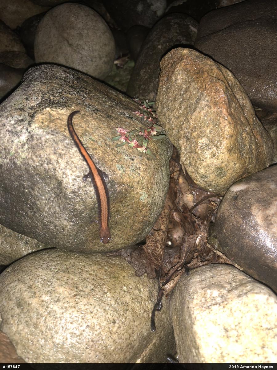 Eastern Red-backed  Salamander
