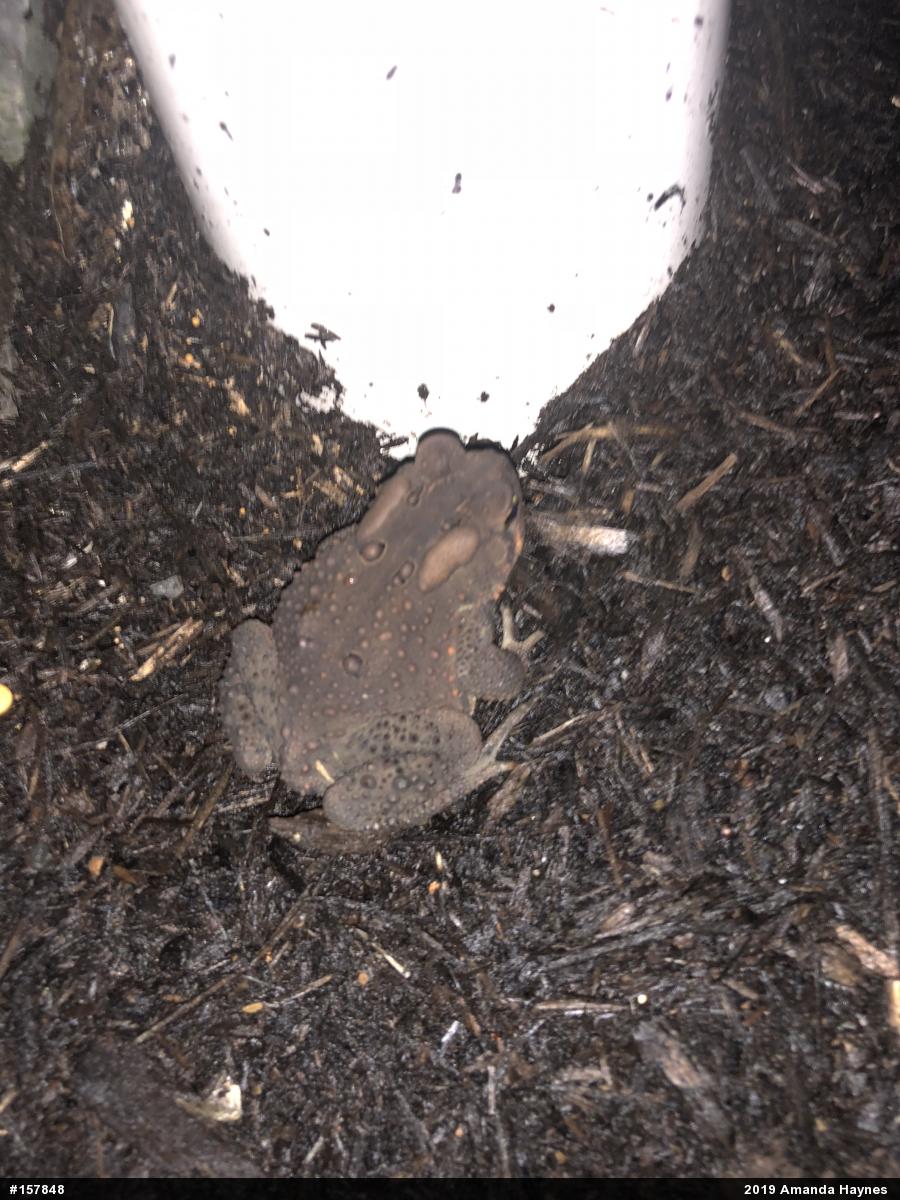 Eastern American Toad