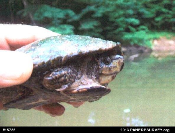 Eastern Musk Turtle