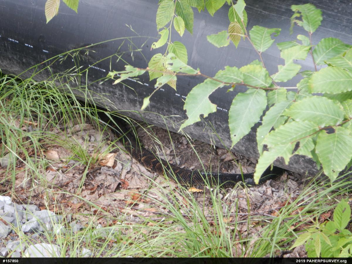 Timber Rattlesnake