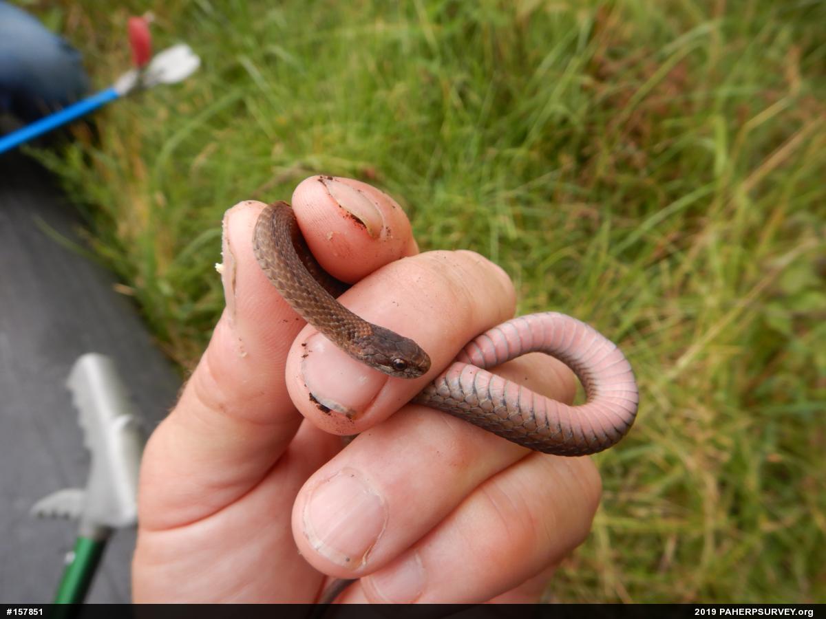 Red-bellied Snake