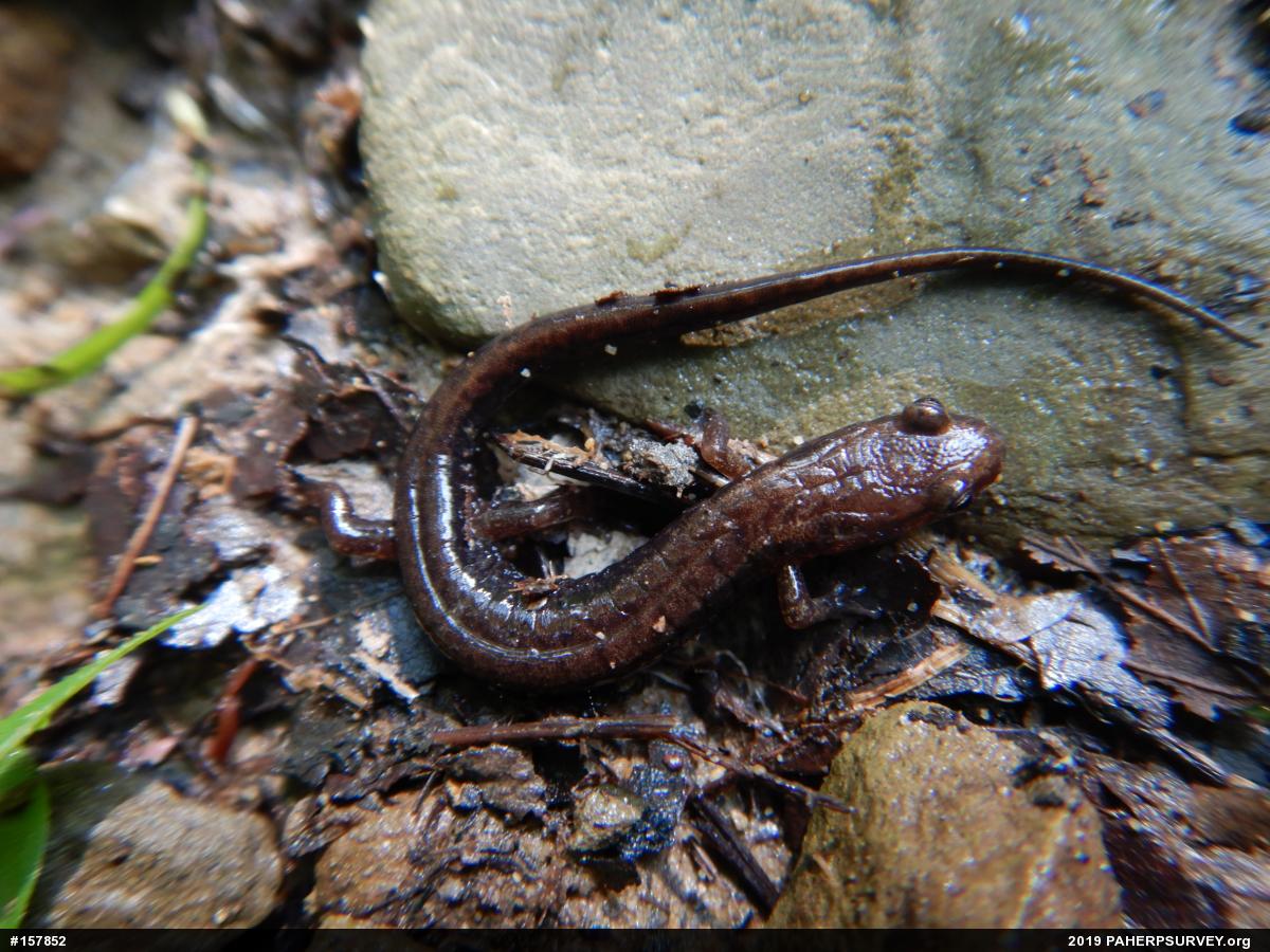Allegheny Mountain Dusky Salamander