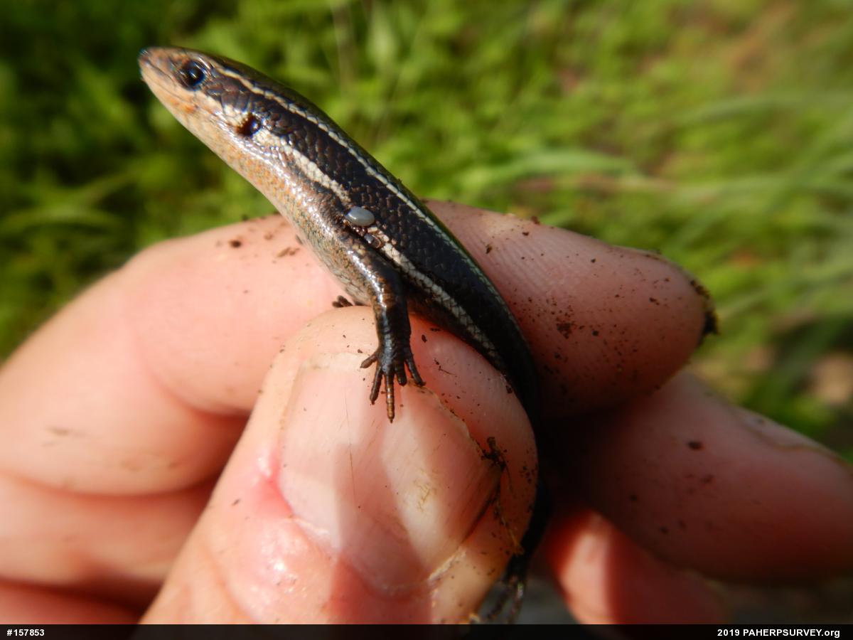 Northern Coal Skink