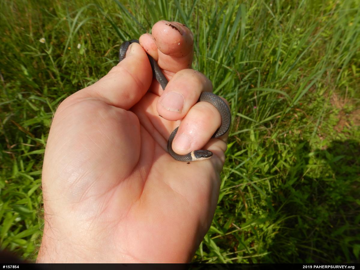 Northern Ring-necked Snake