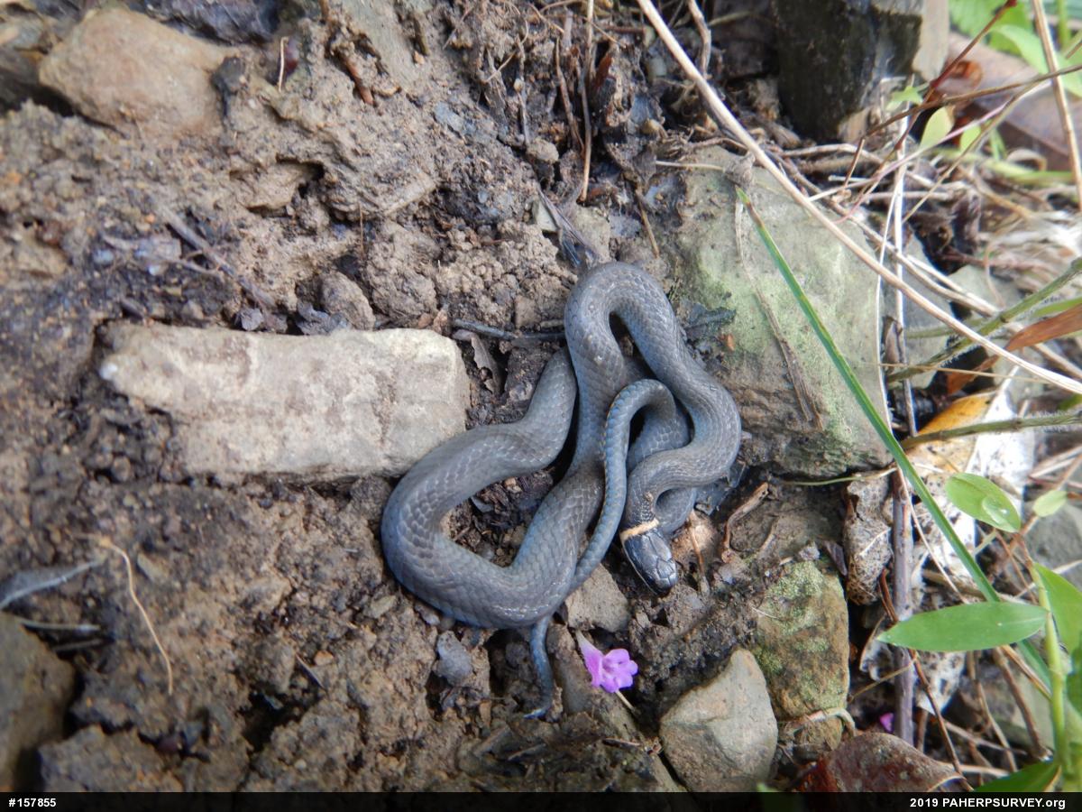 Northern Ring-necked Snake