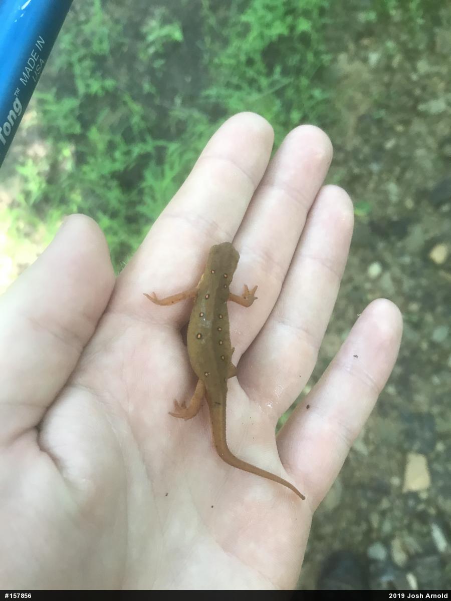 Red-spotted Newt