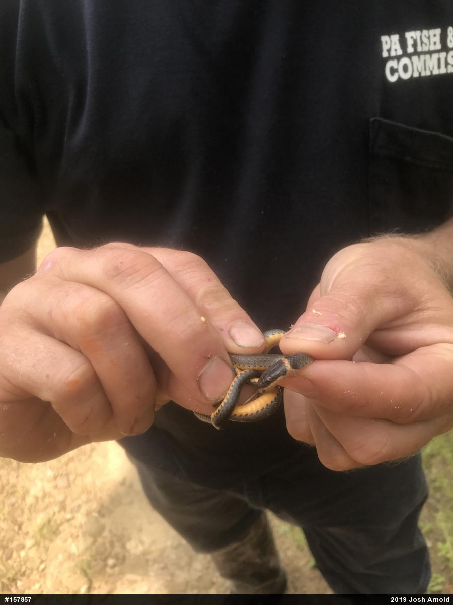 Northern Ring-necked Snake