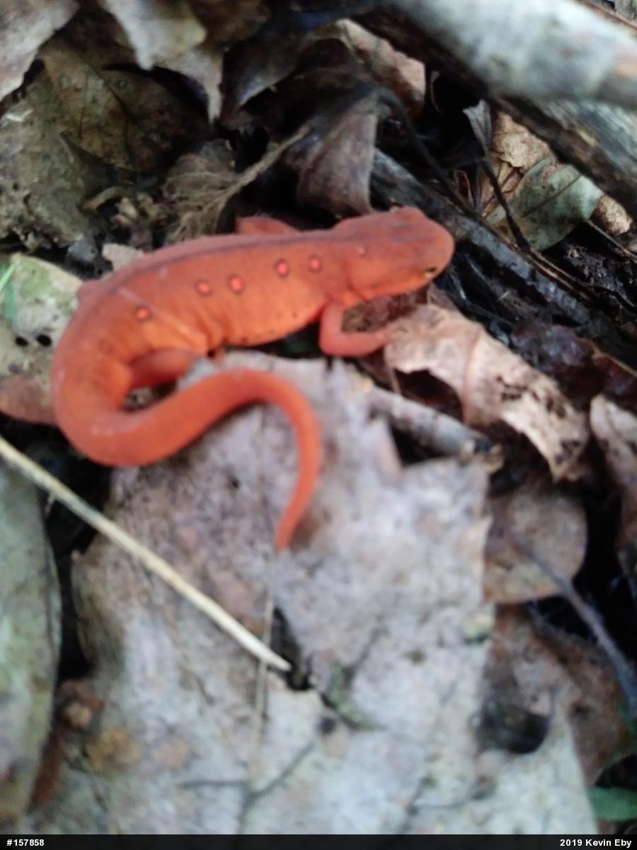Red-spotted Newt