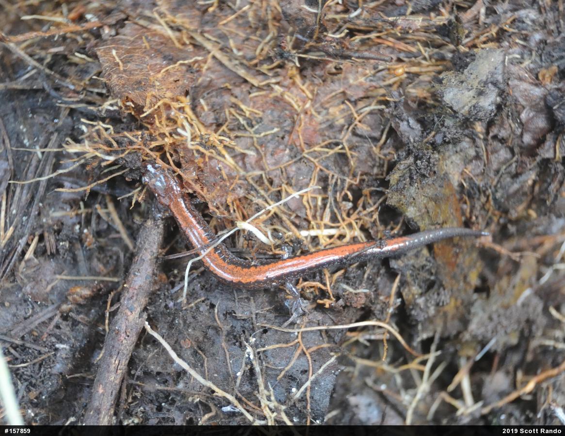 Eastern Red-backed  Salamander