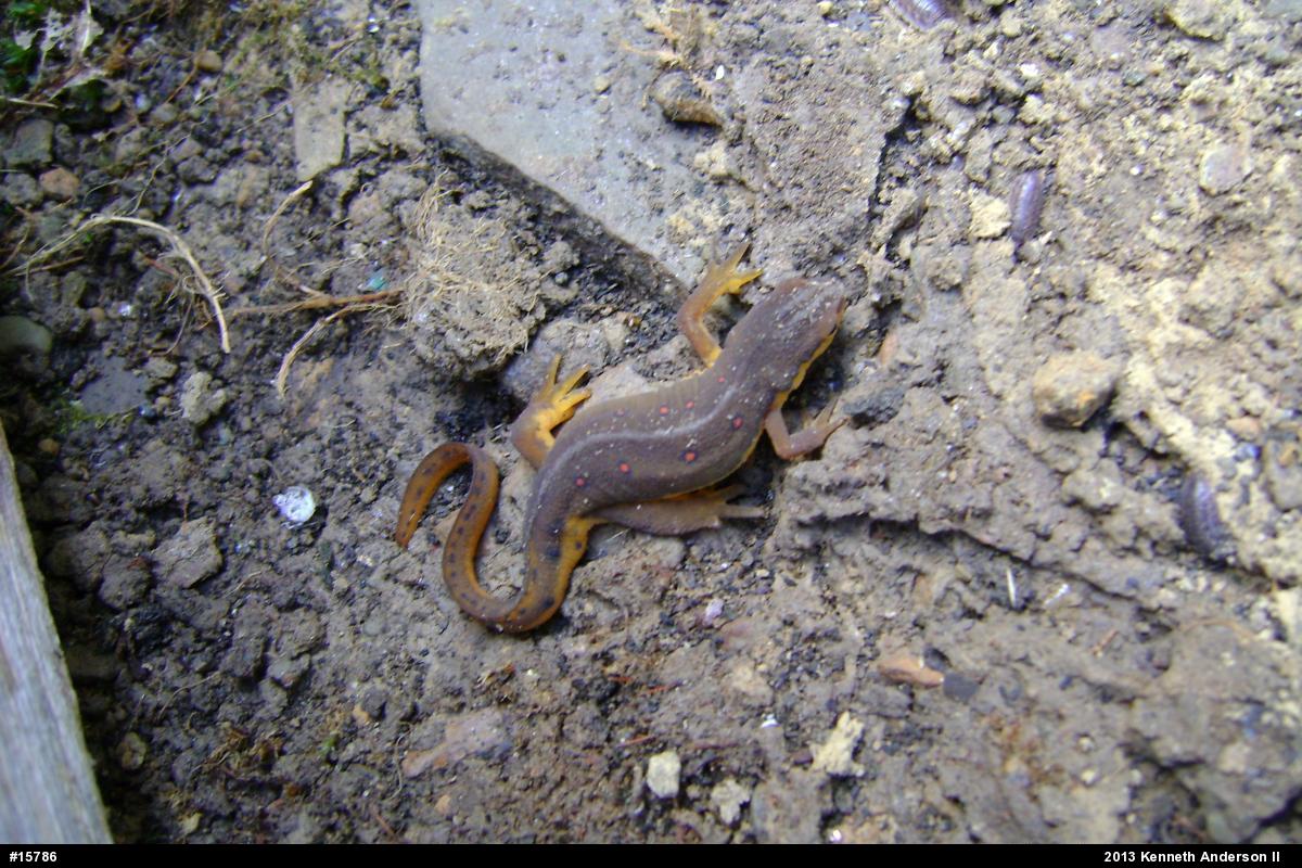 Red-spotted Newt