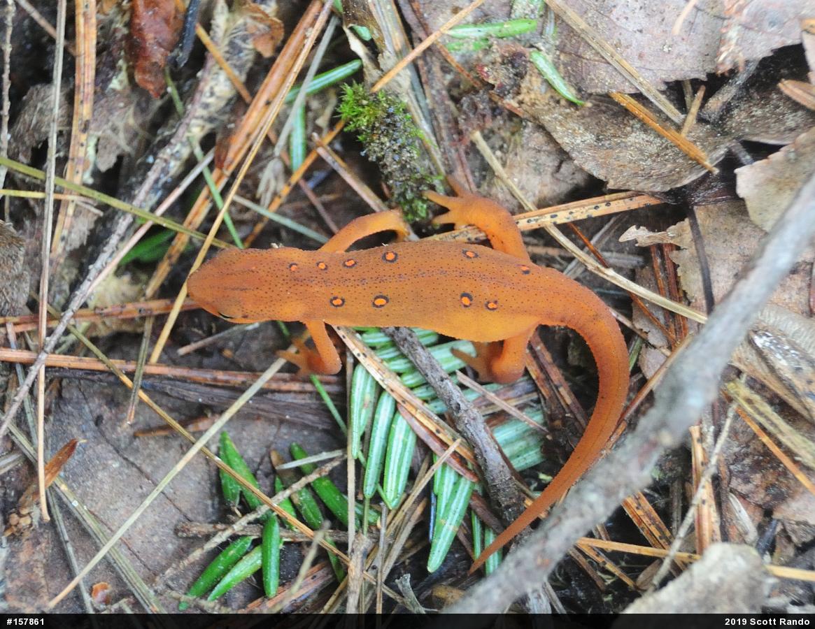 Red-spotted Newt