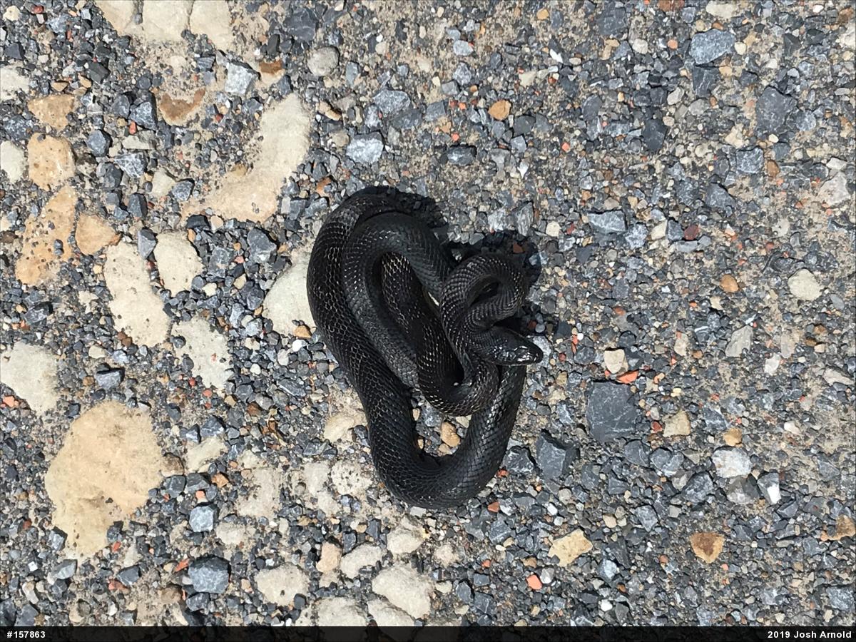 Eastern Ratsnake