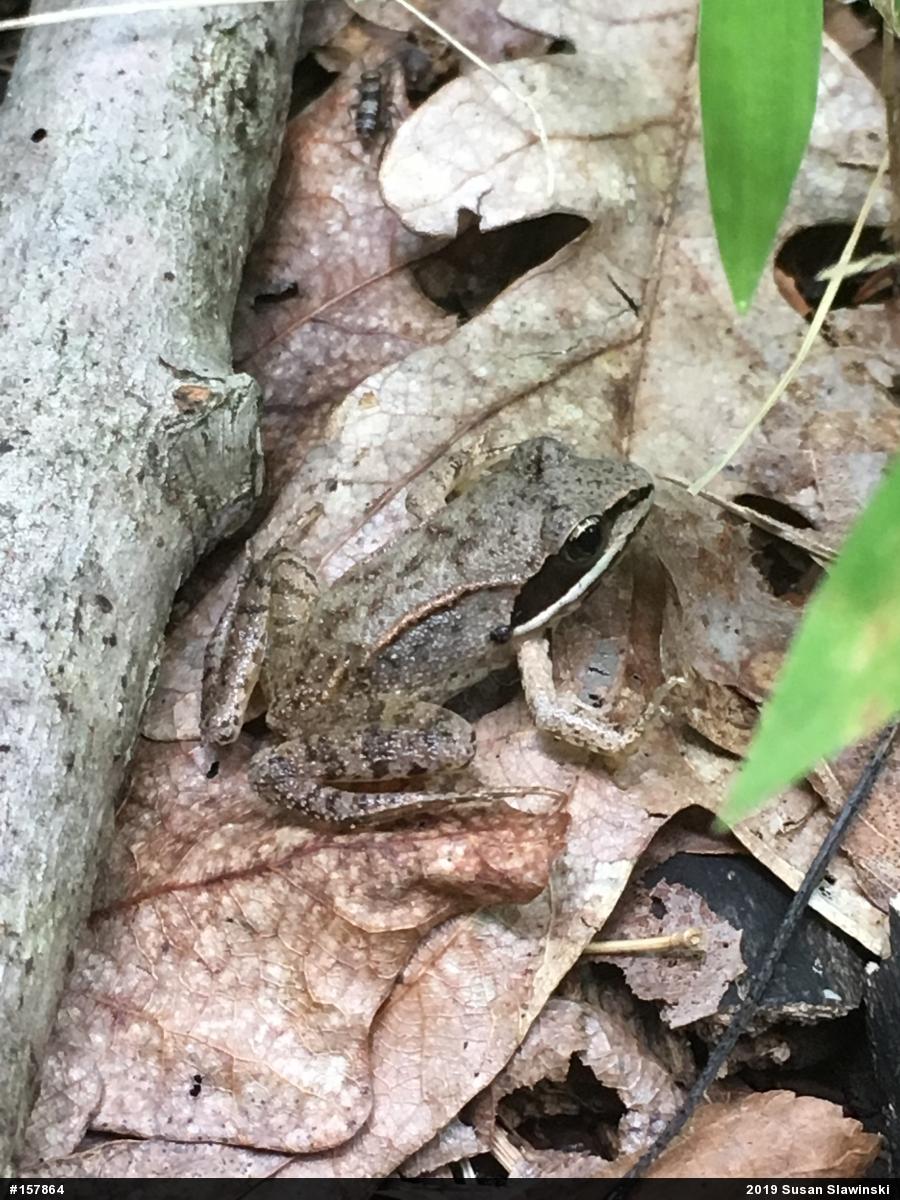 Wood Frog