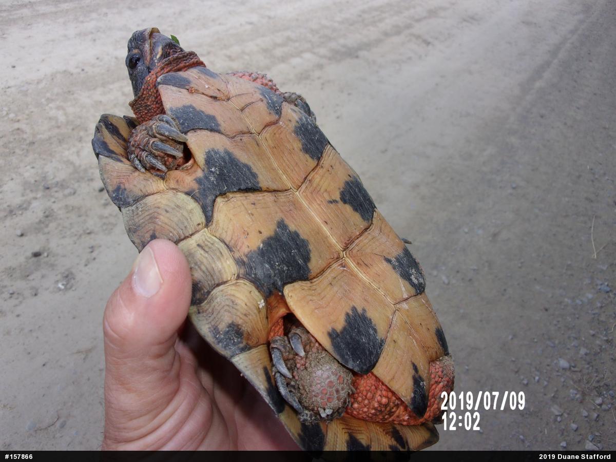Wood Turtle