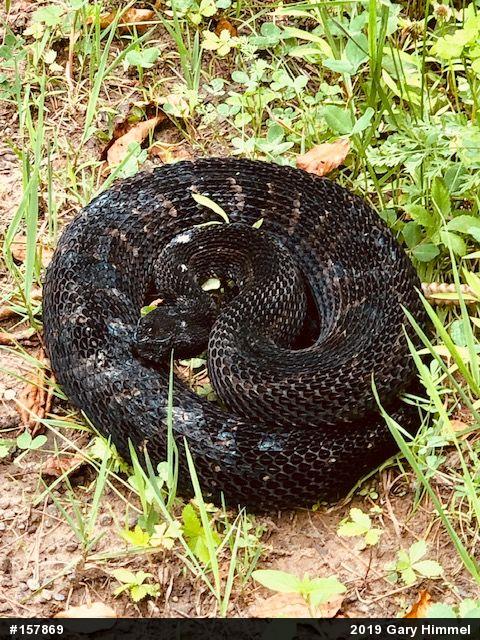 Timber Rattlesnake