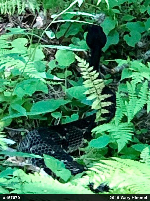 Timber Rattlesnake