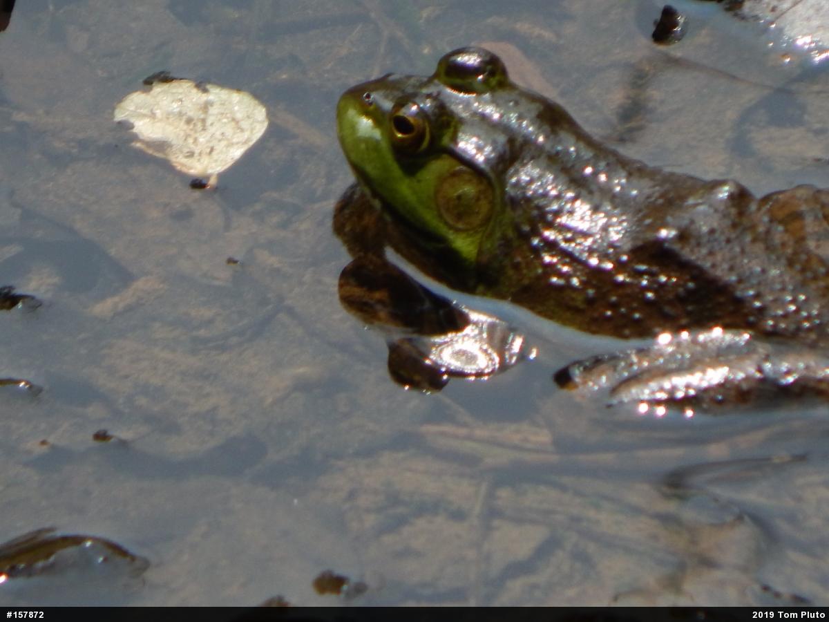American Bullfrog