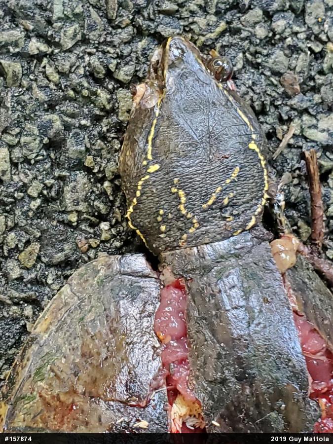 Eastern Musk Turtle