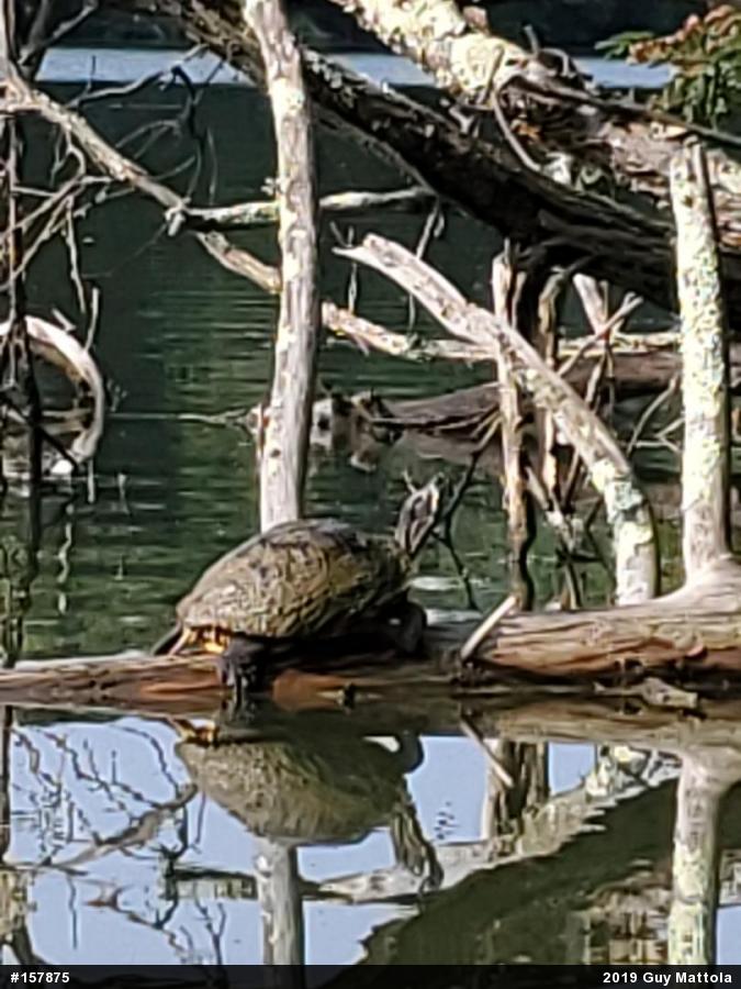 Yellow-bellied Slider