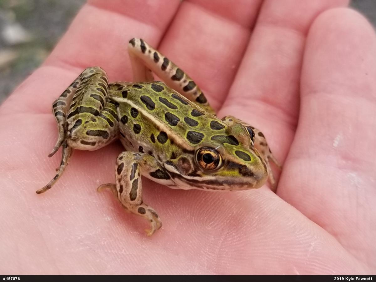 Northern Leopard Frog