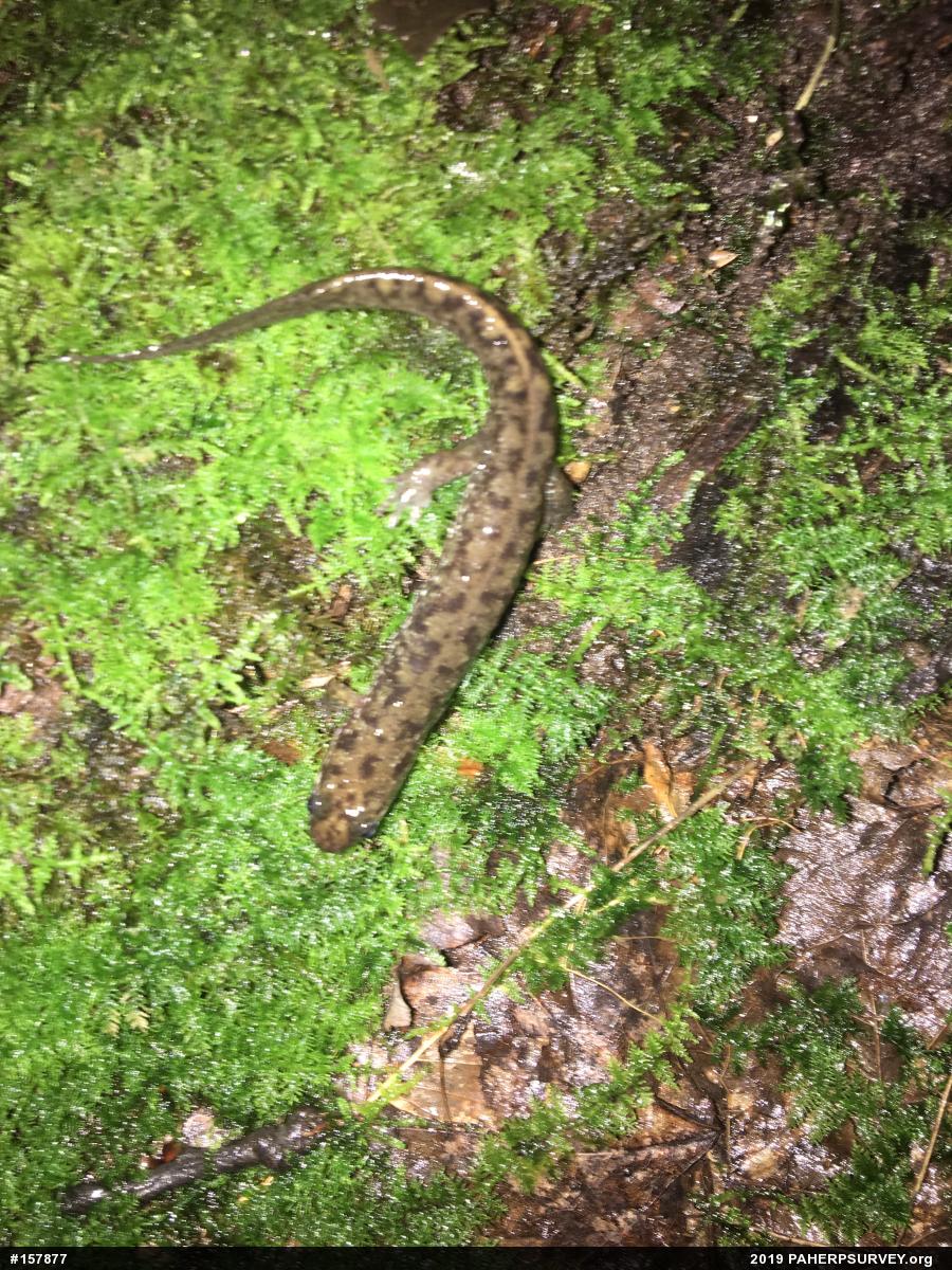 Seal Salamander