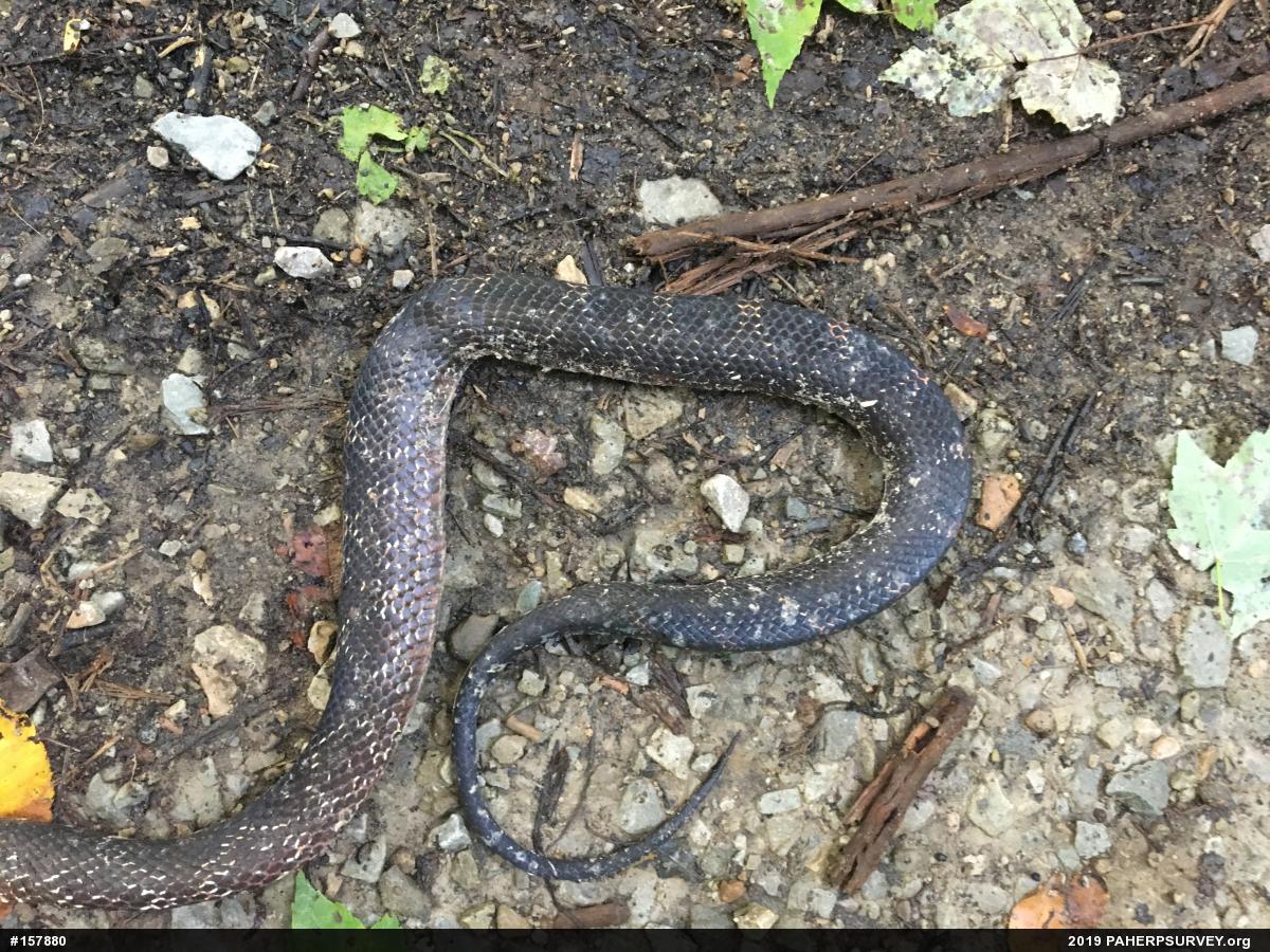 Eastern Ratsnake