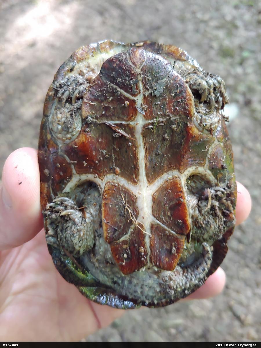 Eastern Musk Turtle