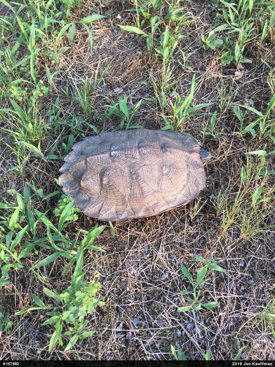 Wood Turtle