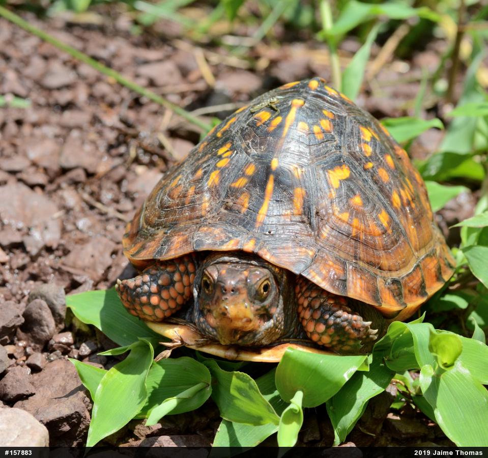 Eastern Box Turtle