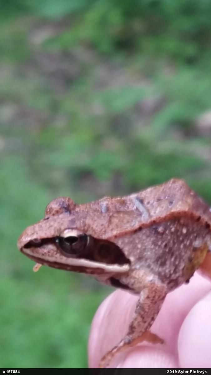 Wood Frog