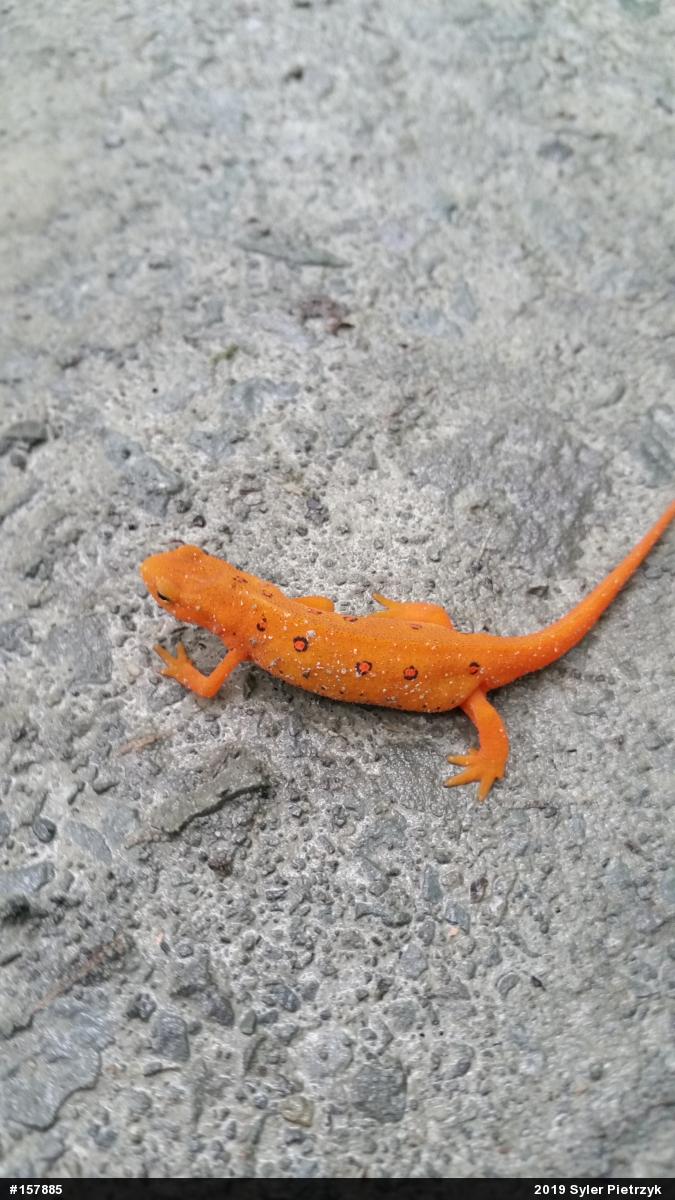 Red-spotted Newt