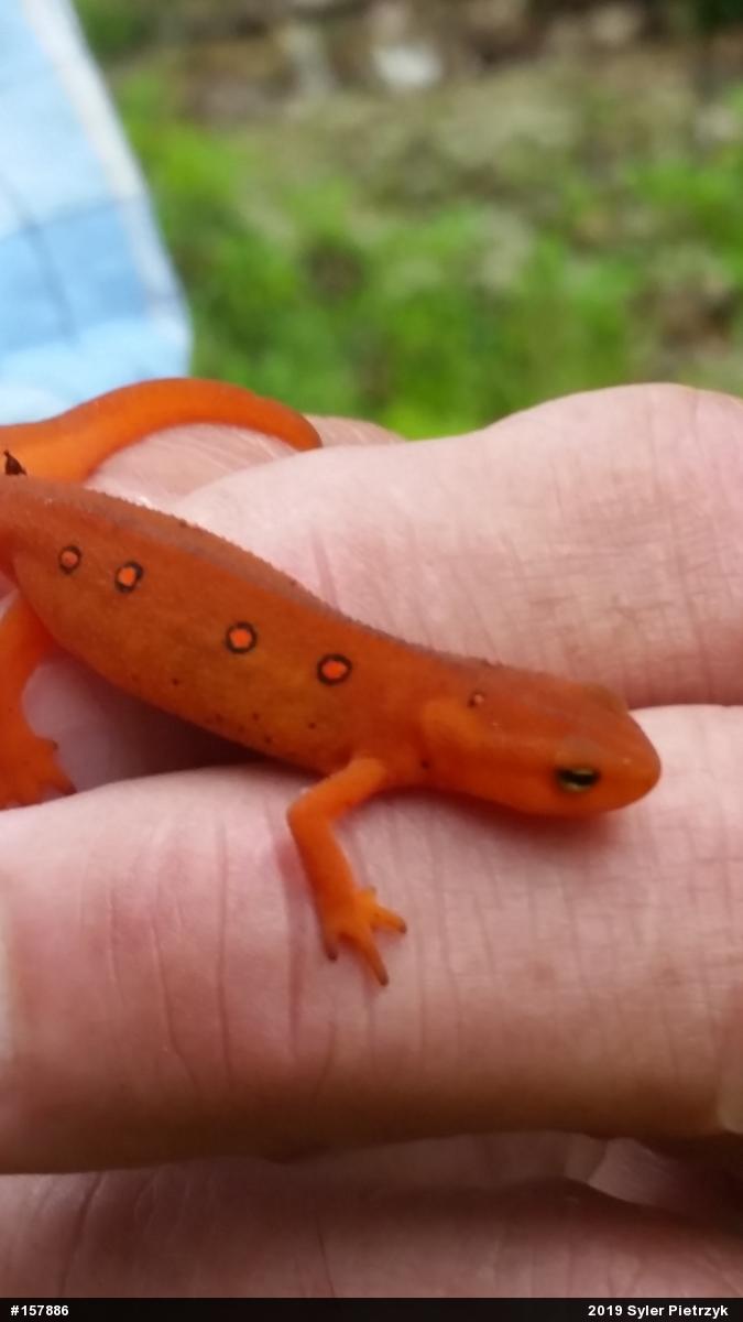 Red-spotted Newt