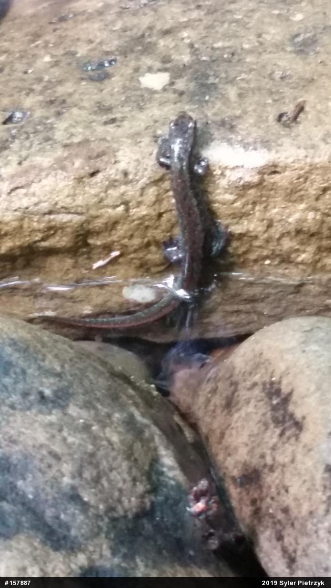 Northern Dusky Salamander