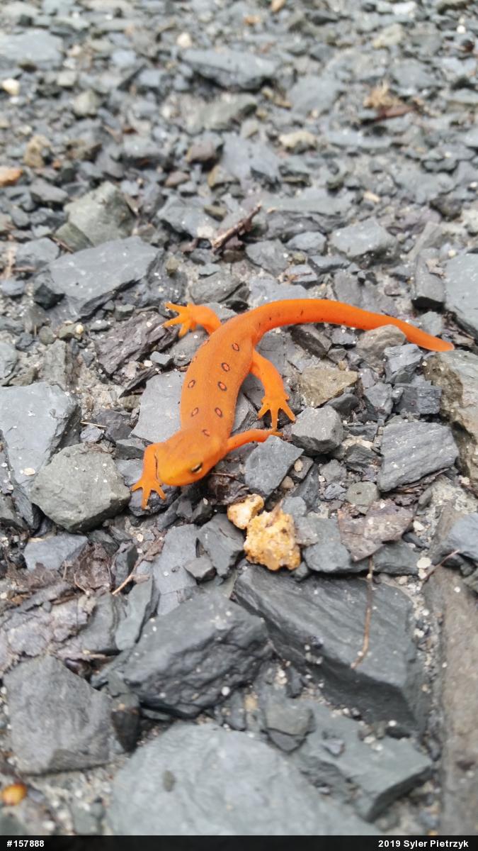 Red-spotted Newt