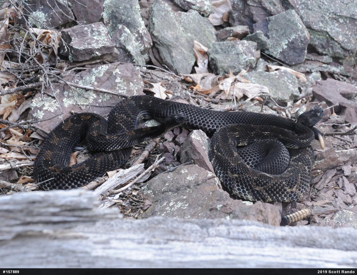 Timber Rattlesnake