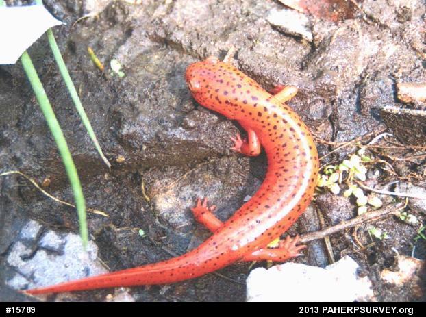 Northern Red Salamander