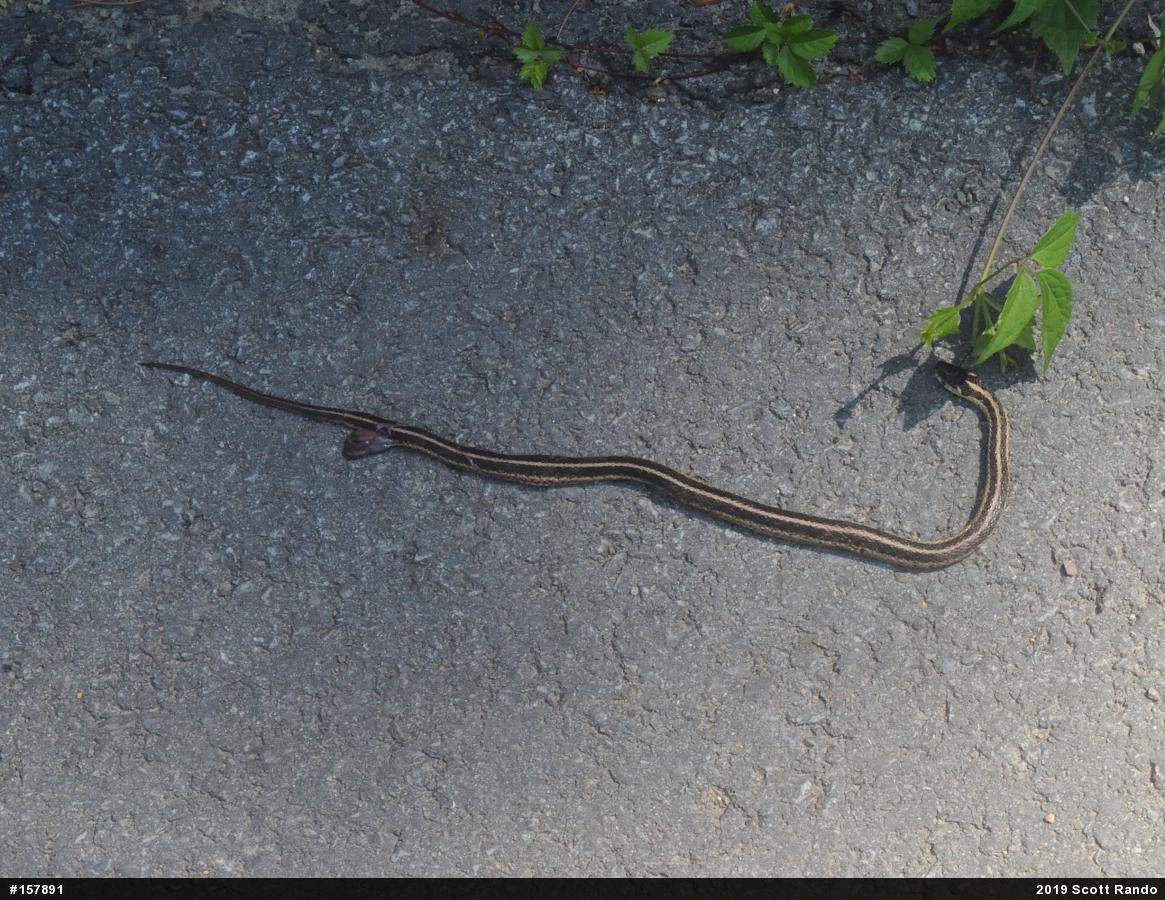 Eastern Gartersnake