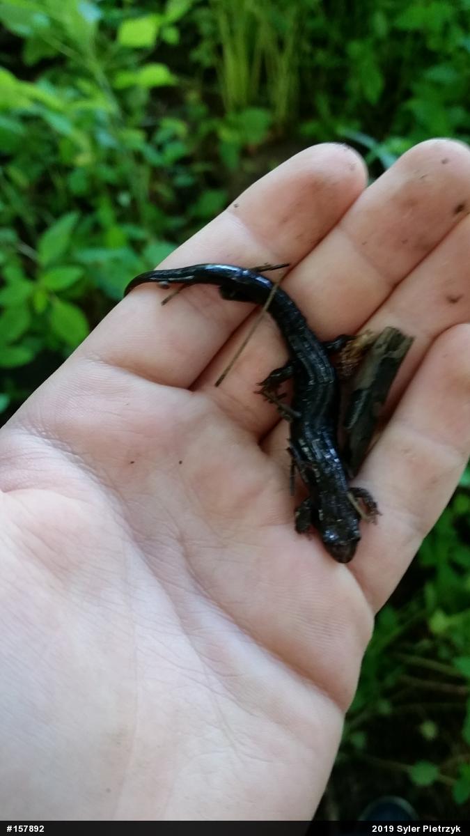 Allegheny Mountain Dusky Salamander