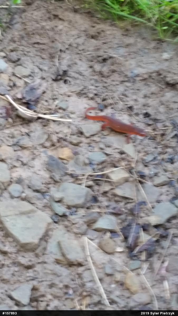 Red-spotted Newt
