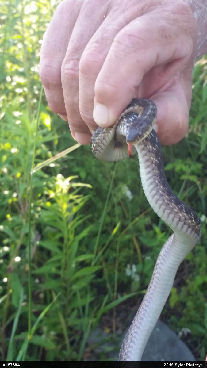 Eastern Gartersnake