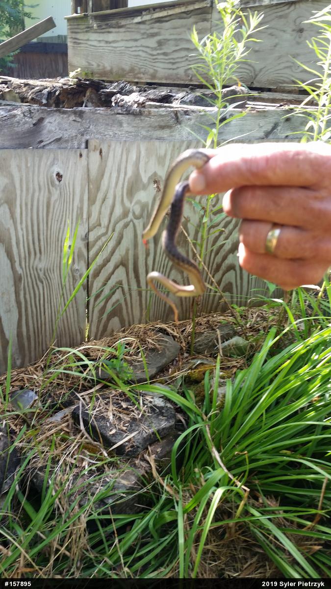 Eastern Gartersnake