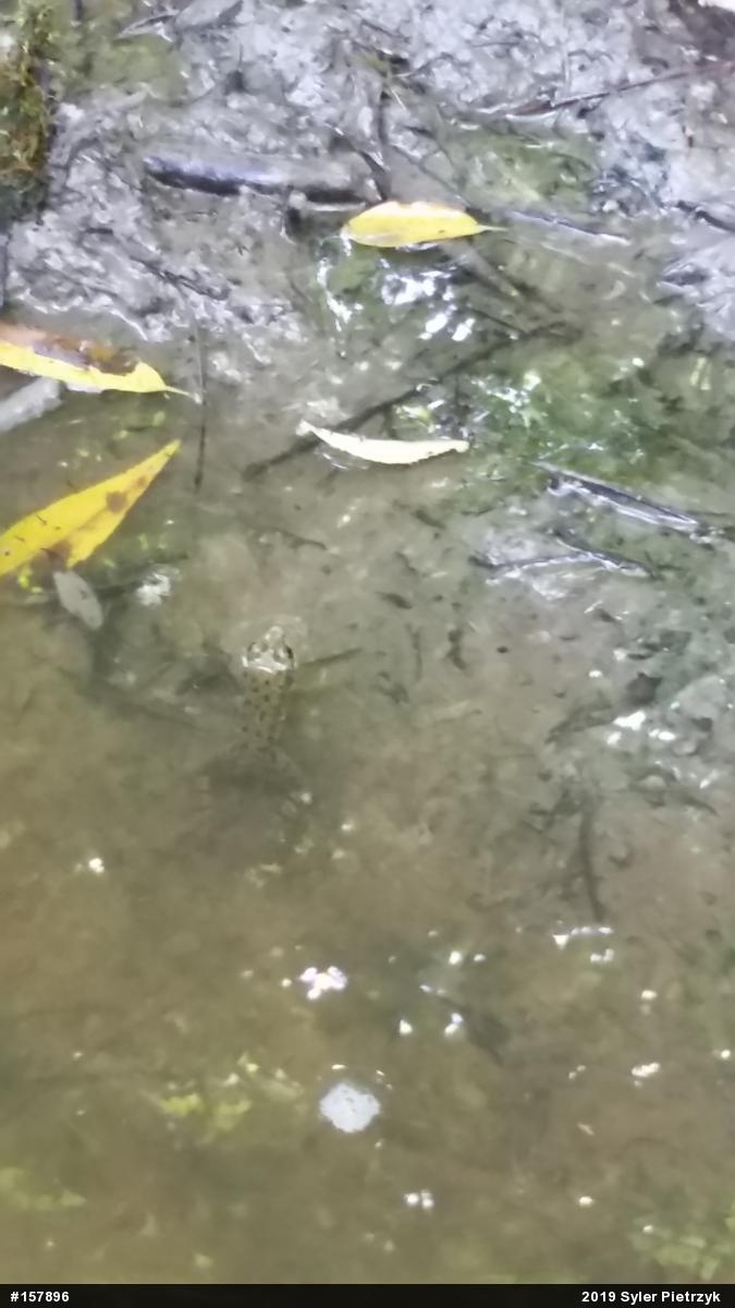 Green Frog