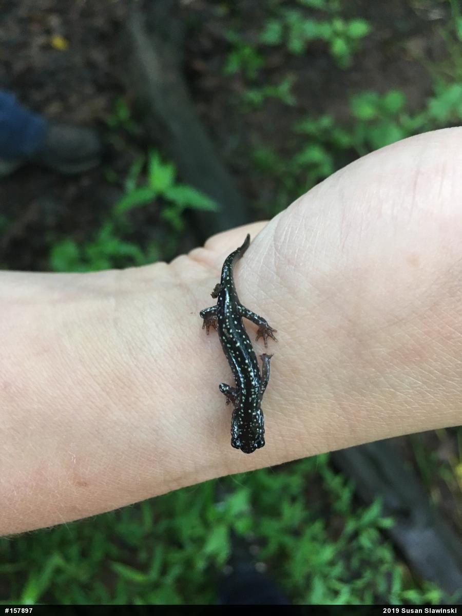 Northern Slimy Salamander
