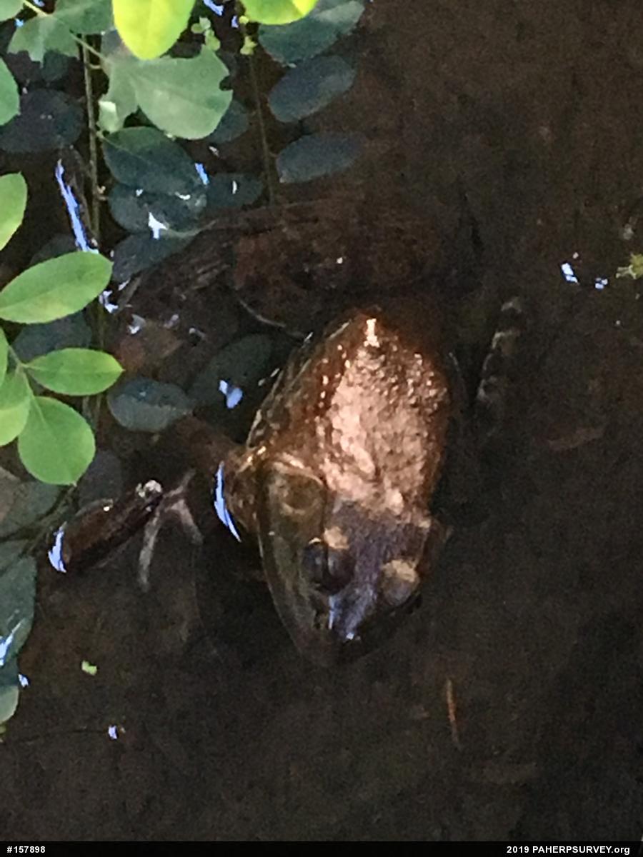 American Bullfrog