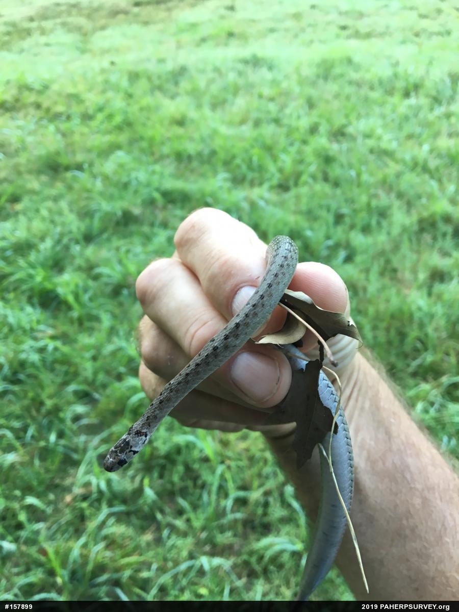 Dekay's Brownsnake