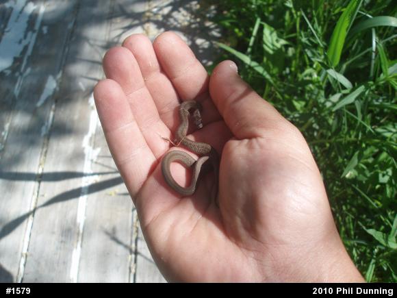 Dekay's Brownsnake
