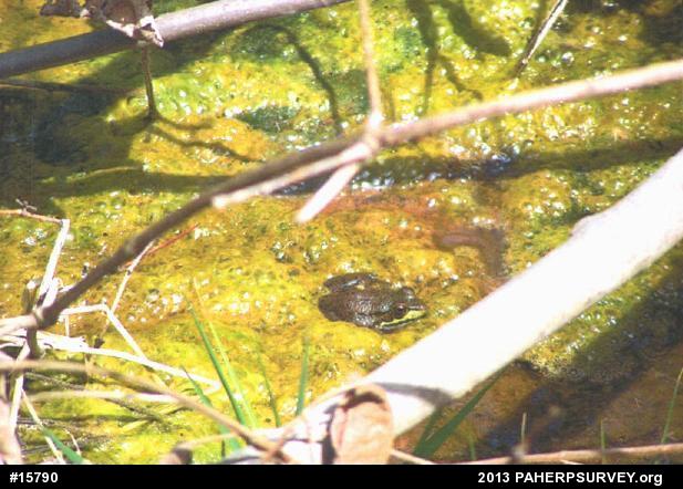 Green Frog