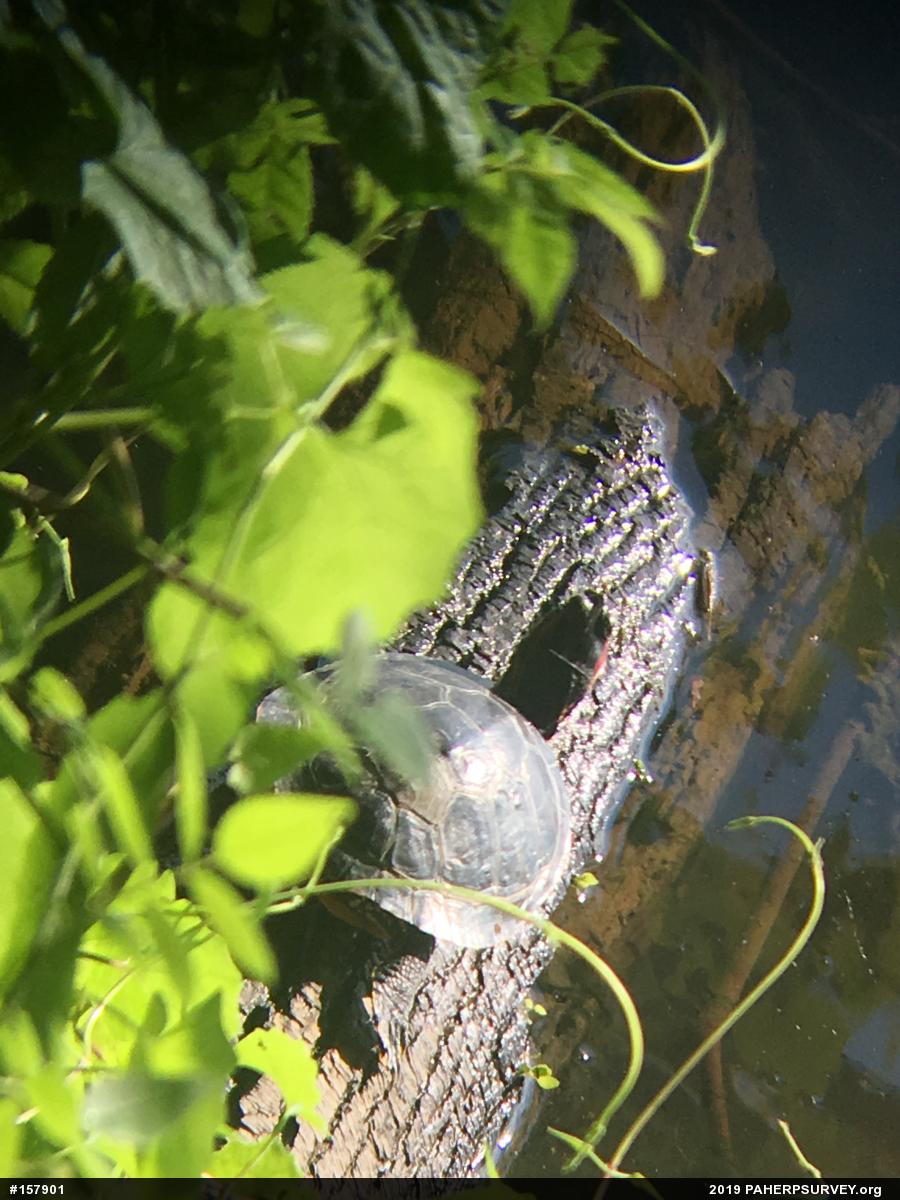 Red-eared Slider