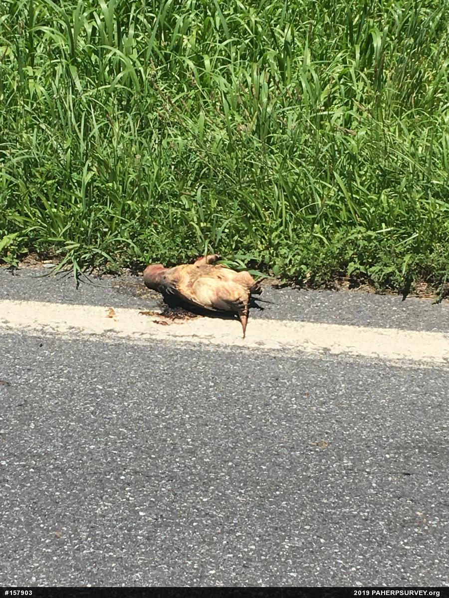 Snapping Turtle