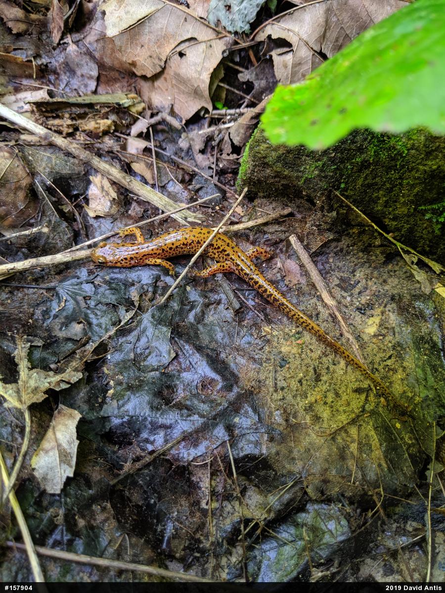Eastern Long-tailed Salamander